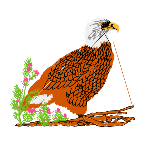 Accipitridae Animals Accipitridae Animals