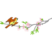 Accipitriformes Animals