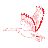 Accipitriformes Animals