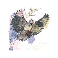 Accipitriformes Animals