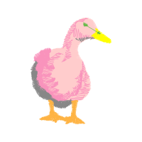 American Black Duck Animals American Black Duck Animals