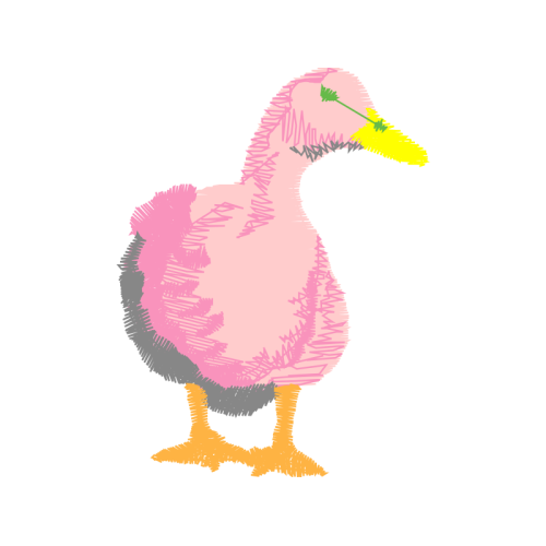 American Black Duck Animals American Black Duck Animals