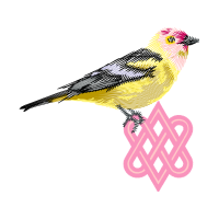 American Goldfinch Animals