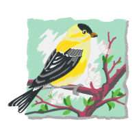 American Goldfinch Animals American Goldfinch Animals