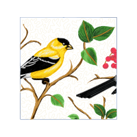 American Goldfinch Animals