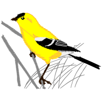 American Goldfinch Animals