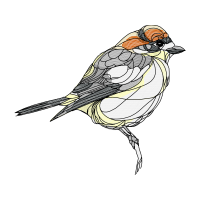 American Sparrows Animals