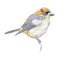 American Sparrows Animals