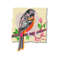 American Sparrows Animals American Sparrows Animals