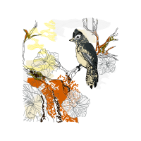 American Sparrows Animals