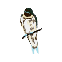 American Sparrows Animals