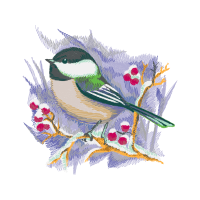 American Sparrows Animals American Sparrows Animals