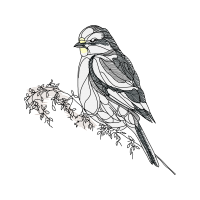 American Sparrows Animals