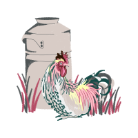 American White Pelican Animals