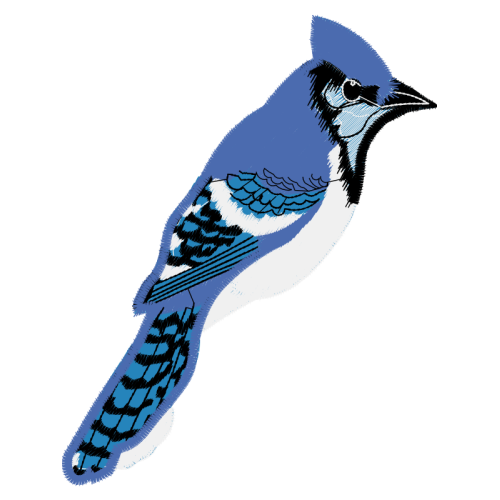 American Wirehair Animals American Wirehair Animals