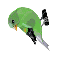 Amphibian Animals Amphibian Animals