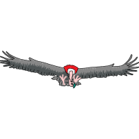 Andean Condor Animals