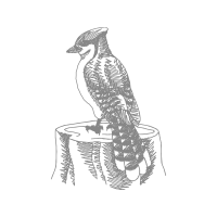 Art Animals Art Animals