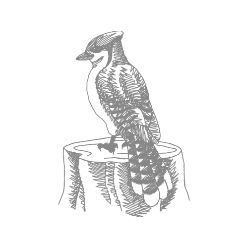 Art Animals Art Animals