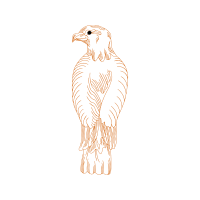 Art Animals Art Animals