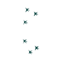 Art Animals Art Animals