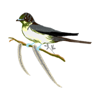 Barn Swallow Animals Barn Swallow Animals