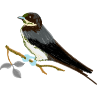 Barn Swallow Animals