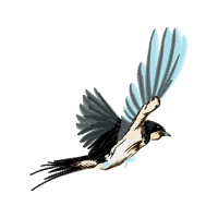 Barn Swallow Animals