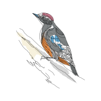 Barn Swallow Animals