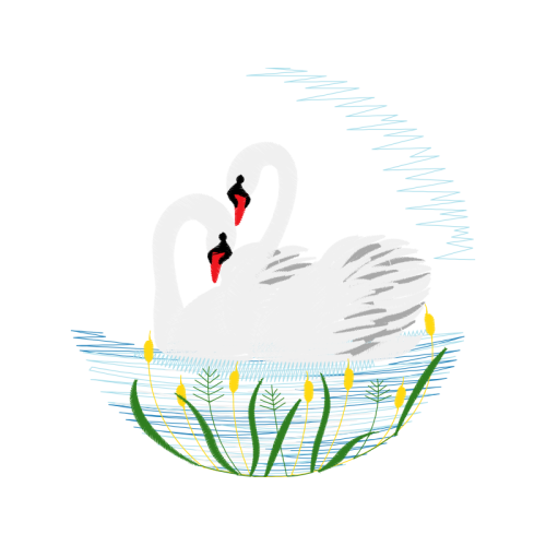 Bird Animals Bird Animals