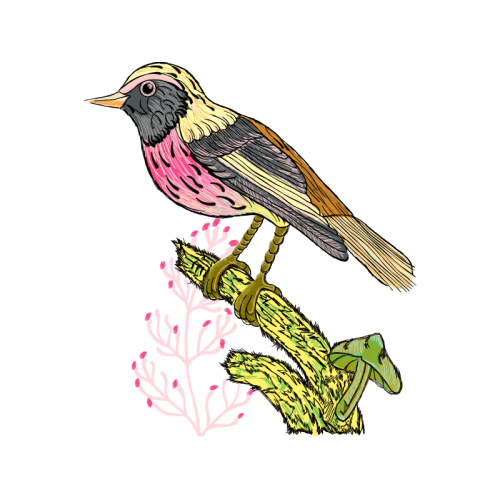 Birds Animals Birds Animals