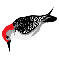 Birds Animals Birds Animals