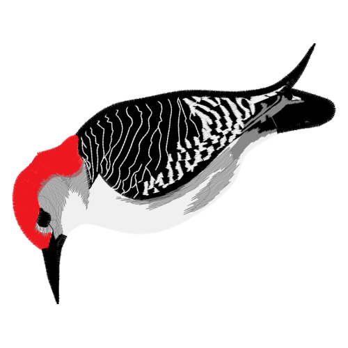 Birds Animals Birds Animals