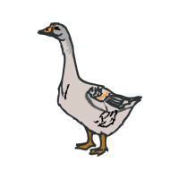 Birds Animals Birds Animals