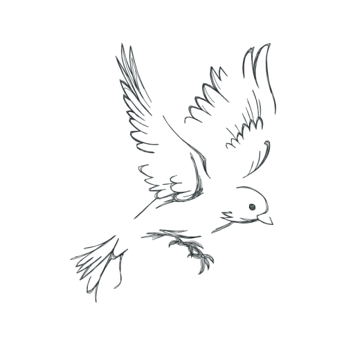 Birds Animals Birds Animals