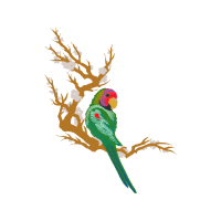 Birds Animals Birds Animals