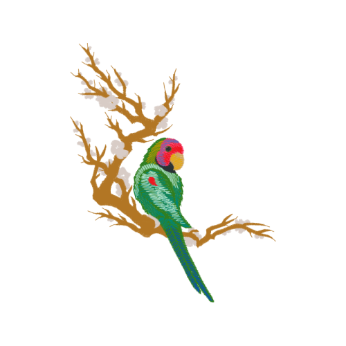 Birds Animals Birds Animals