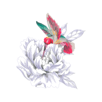 Birds Animals Birds Animals