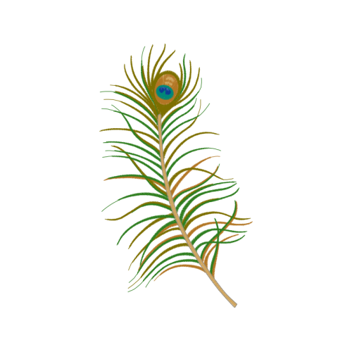 Birds Animals Birds Animals