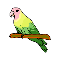 Birds Animals Birds Animals