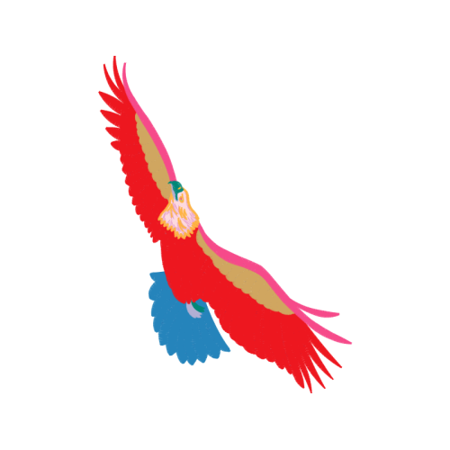 Birds Animals Birds Animals