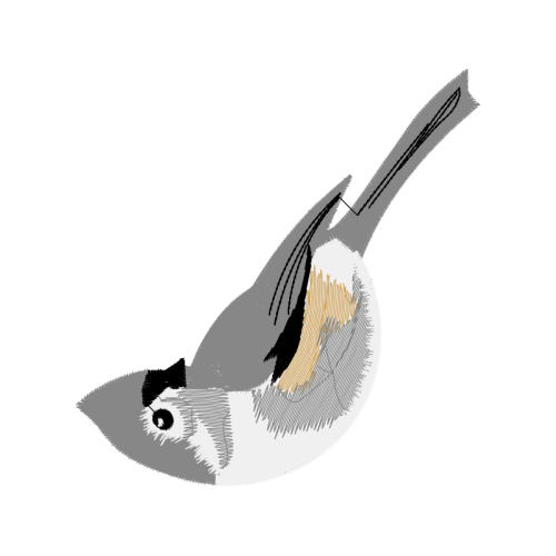 Birds Animals Birds Animals