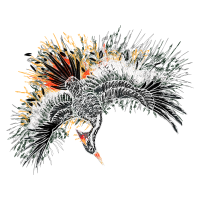 Birds Animals Birds Animals