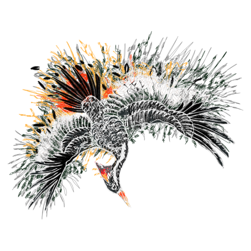 Birds Animals Birds Animals