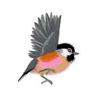 Black Capped Chickadee Animals