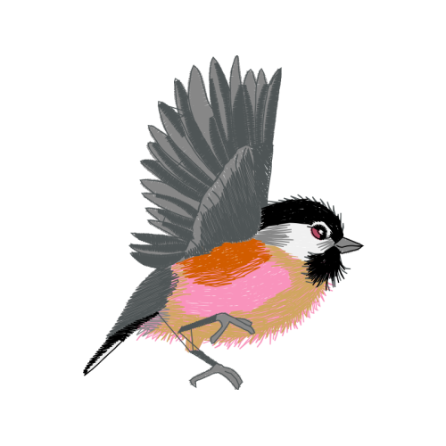 Black Capped Chickadee Animals Black Capped Chickadee Animals