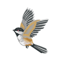 Black Capped Chickadee Animals Black Capped Chickadee Animals