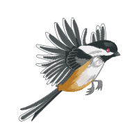 Black Capped Chickadee Animals