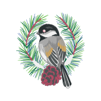 Black Capped Chickadee Animals