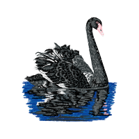 Black Swan Animals Black Swan Animals